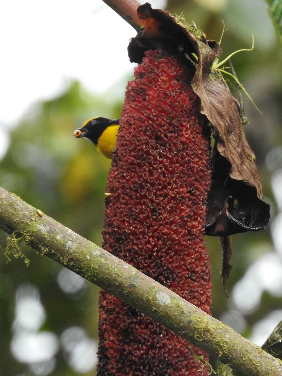 Orange-bellied Euphonia - Annelia Williams