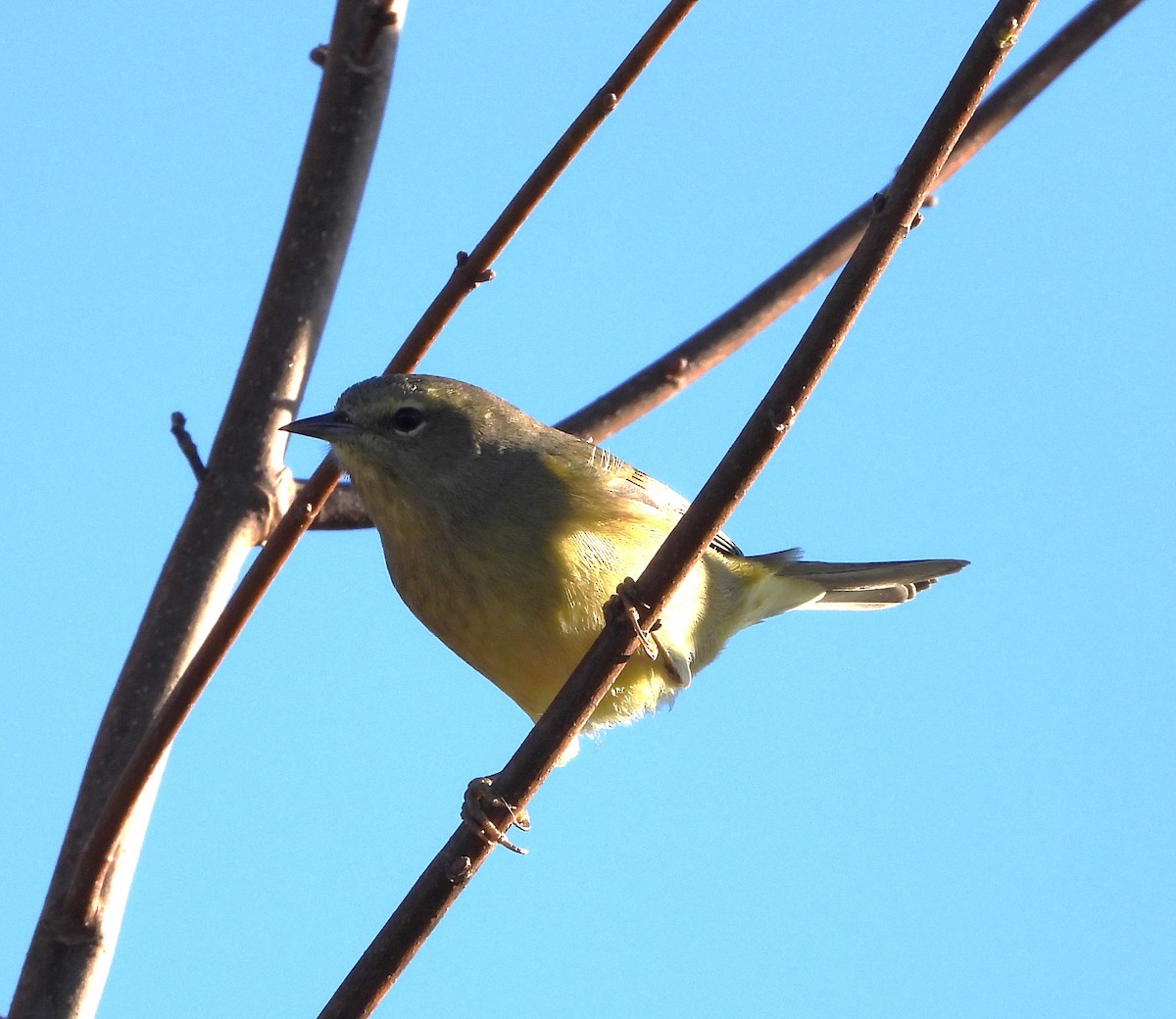 Orange-crowned Warbler - John Cima