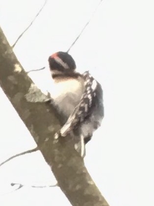 Downy Woodpecker - ML612403104