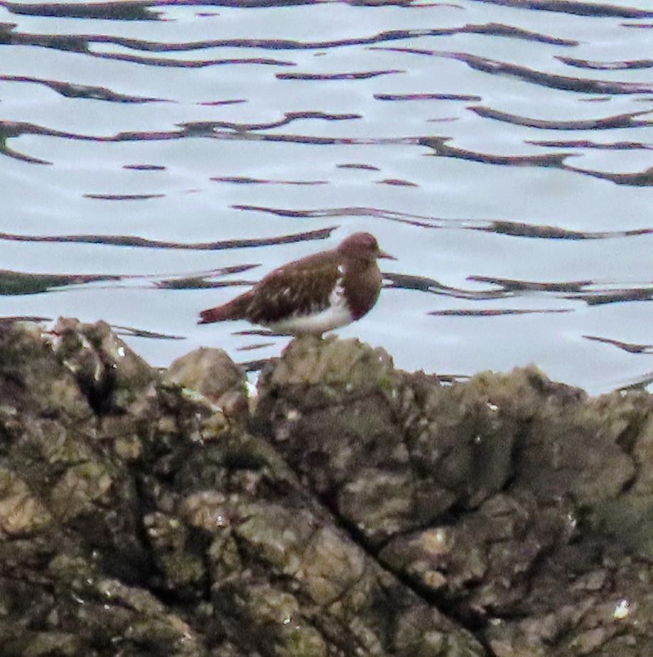 Black Turnstone - ML612403156