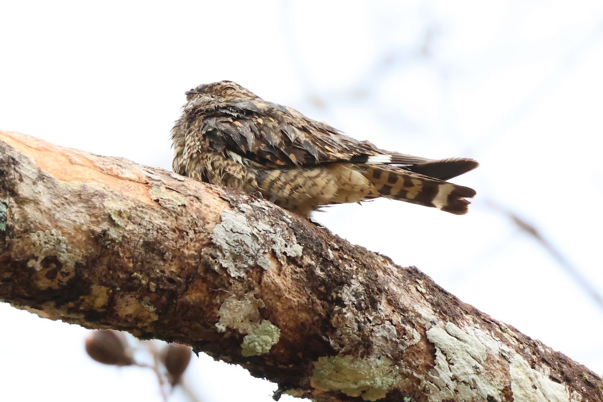 Lesser Nighthawk - ML612403197