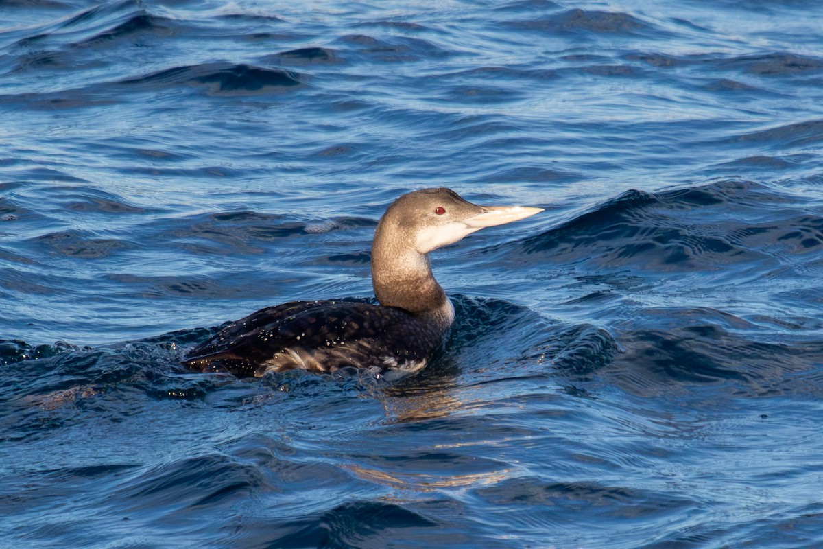 Yellow-billed Loon - ML612403249