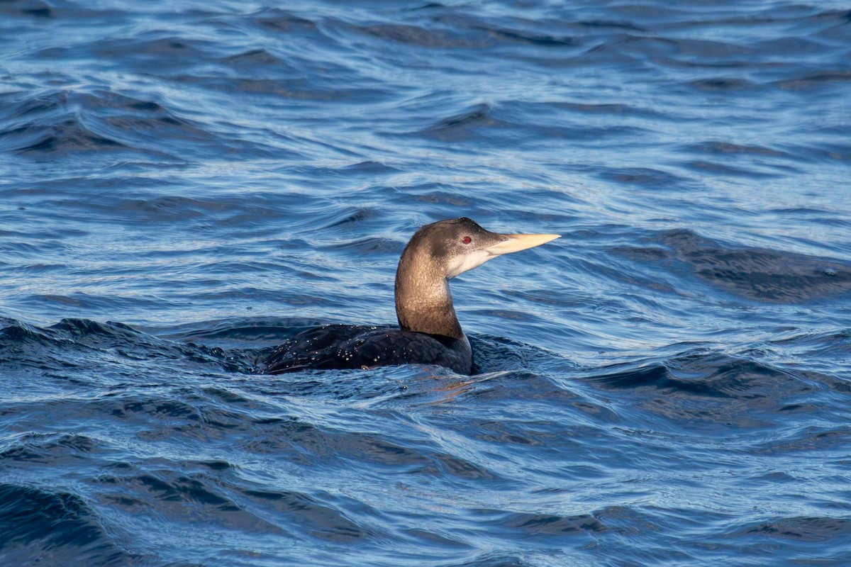 Yellow-billed Loon - Robin Corcoran