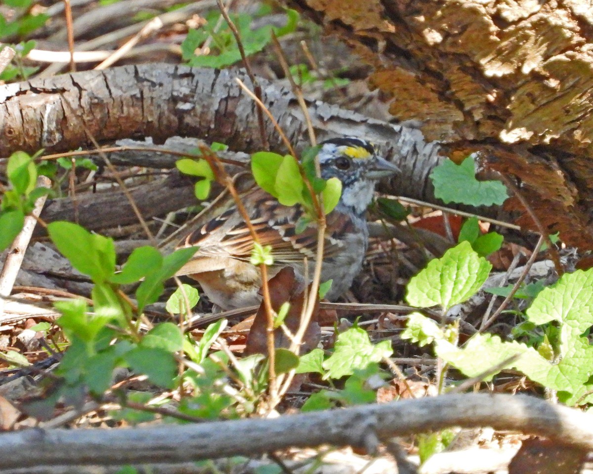White-throated Sparrow - ML612403259