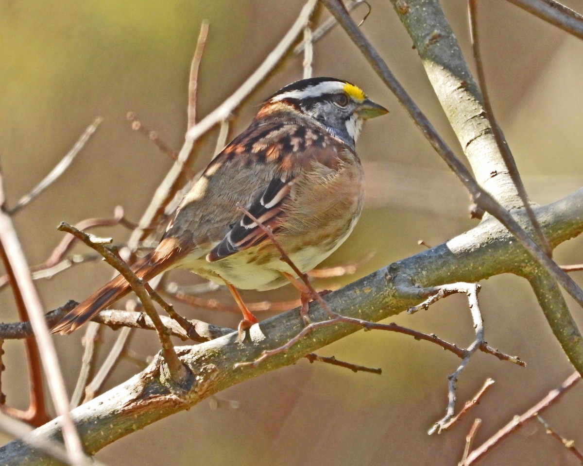 White-throated Sparrow - ML612403292