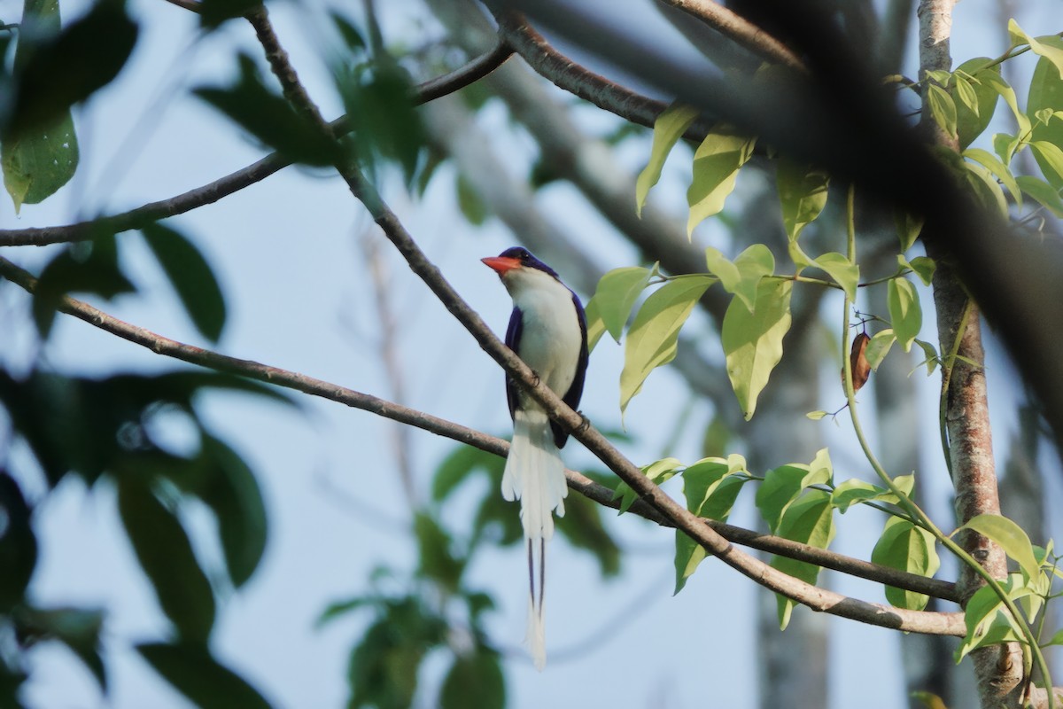 Kofiau Paradise-Kingfisher - ML612403315