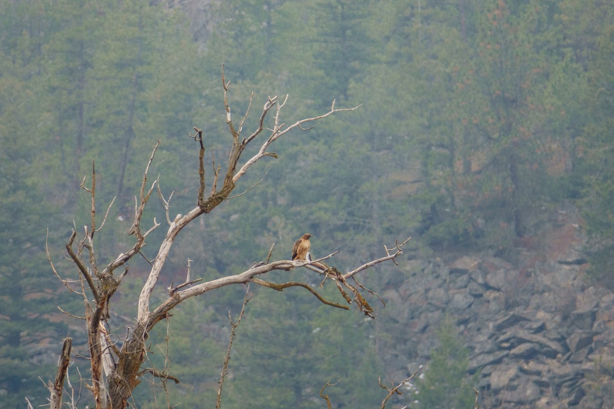 Red-tailed Hawk - ML612403325