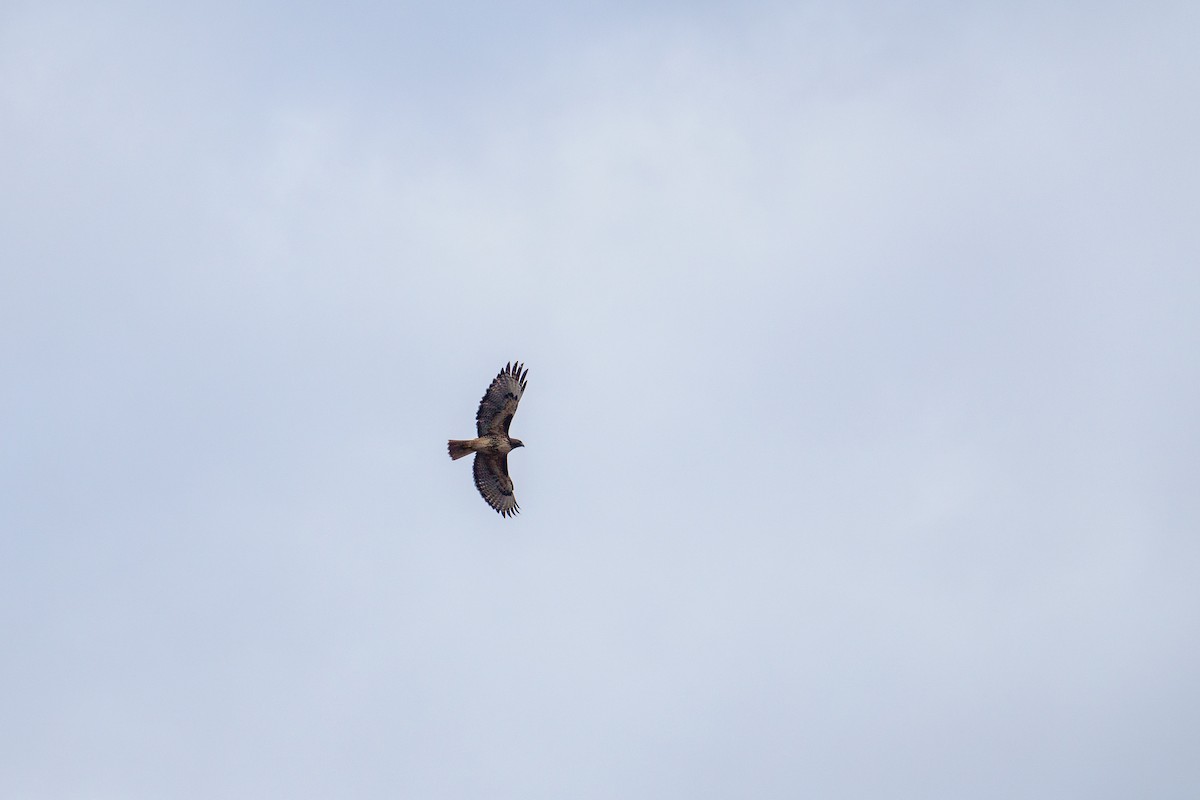 Red-tailed Hawk - ML612403337