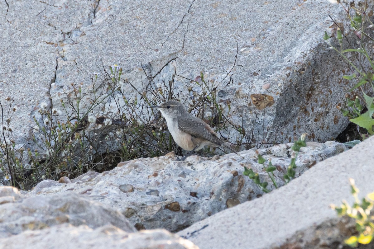 Rock Wren - ML612403349