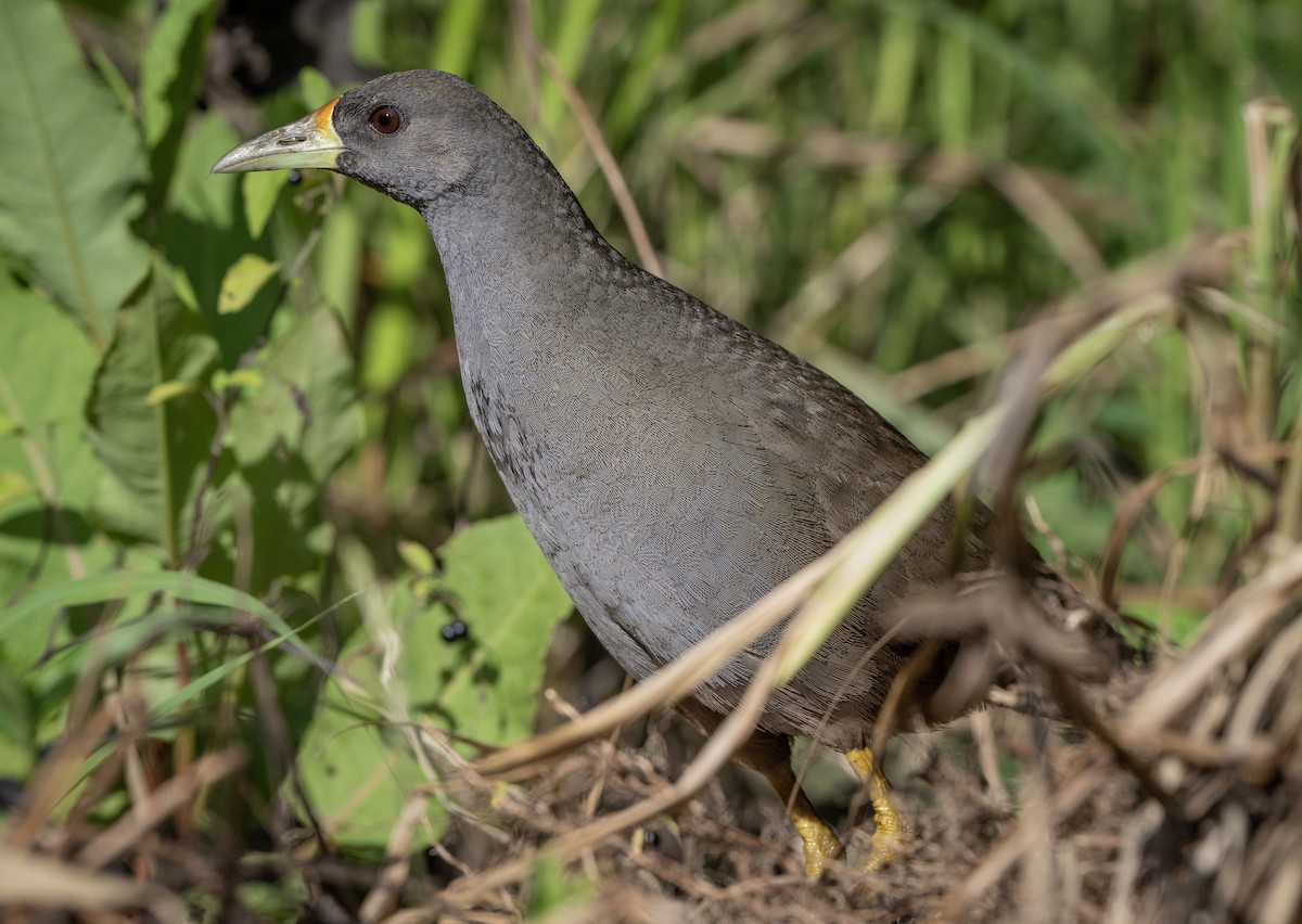 Pale-vented Bush-hen - ML612403355