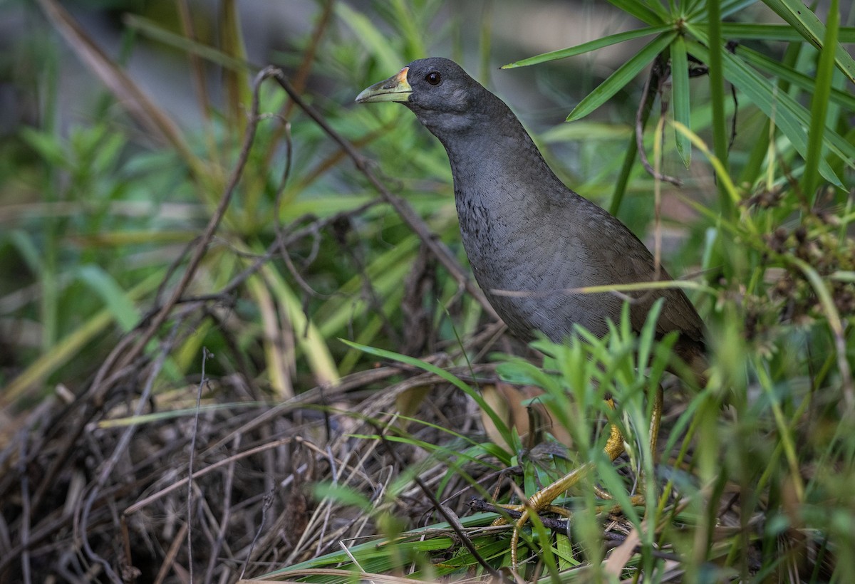 Pale-vented Bush-hen - ML612403358