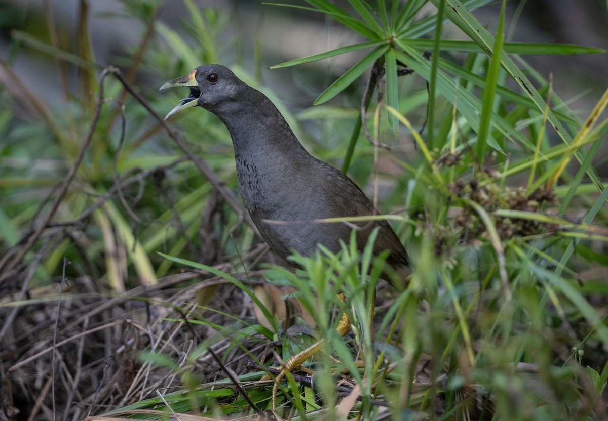 Pale-vented Bush-hen - ML612403359