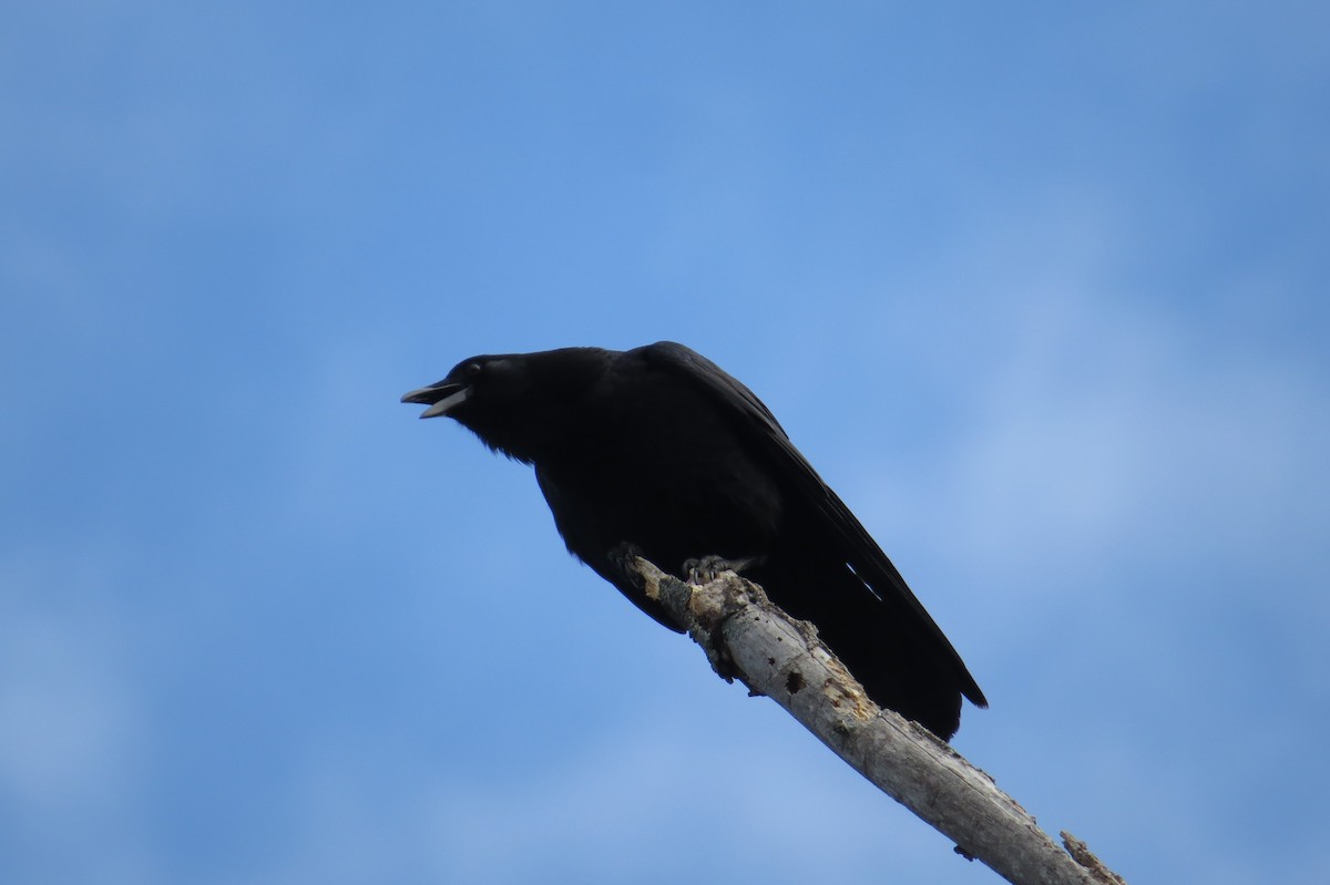 American Crow - ML612403378