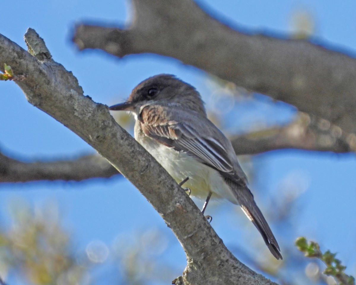 Eastern Phoebe - ML612403587
