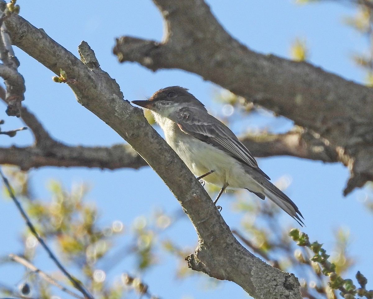 Eastern Phoebe - ML612403612