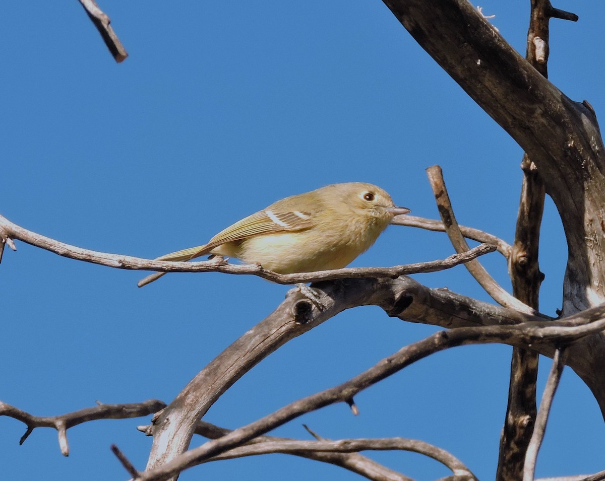 Hutton's Vireo - ML612403634