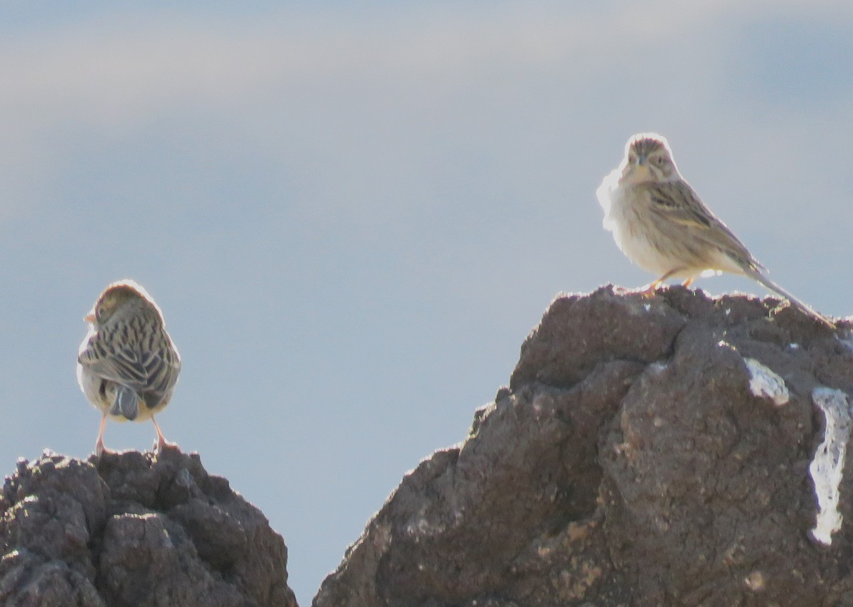 Brewer's Sparrow - ML612403707