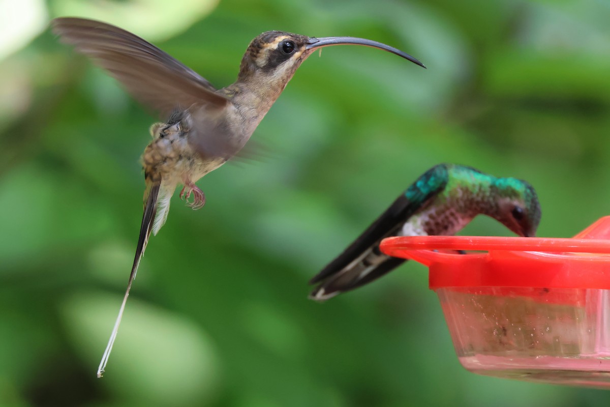 Long-billed Hermit (Central American) - ML612403745