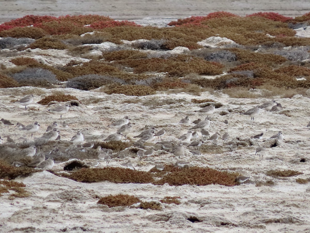 Black-bellied Plover - ML612404005