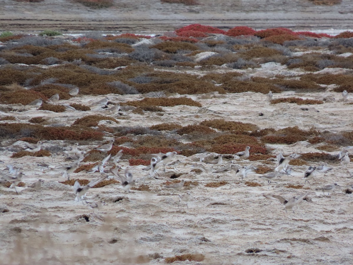 Black-bellied Plover - ML612404007