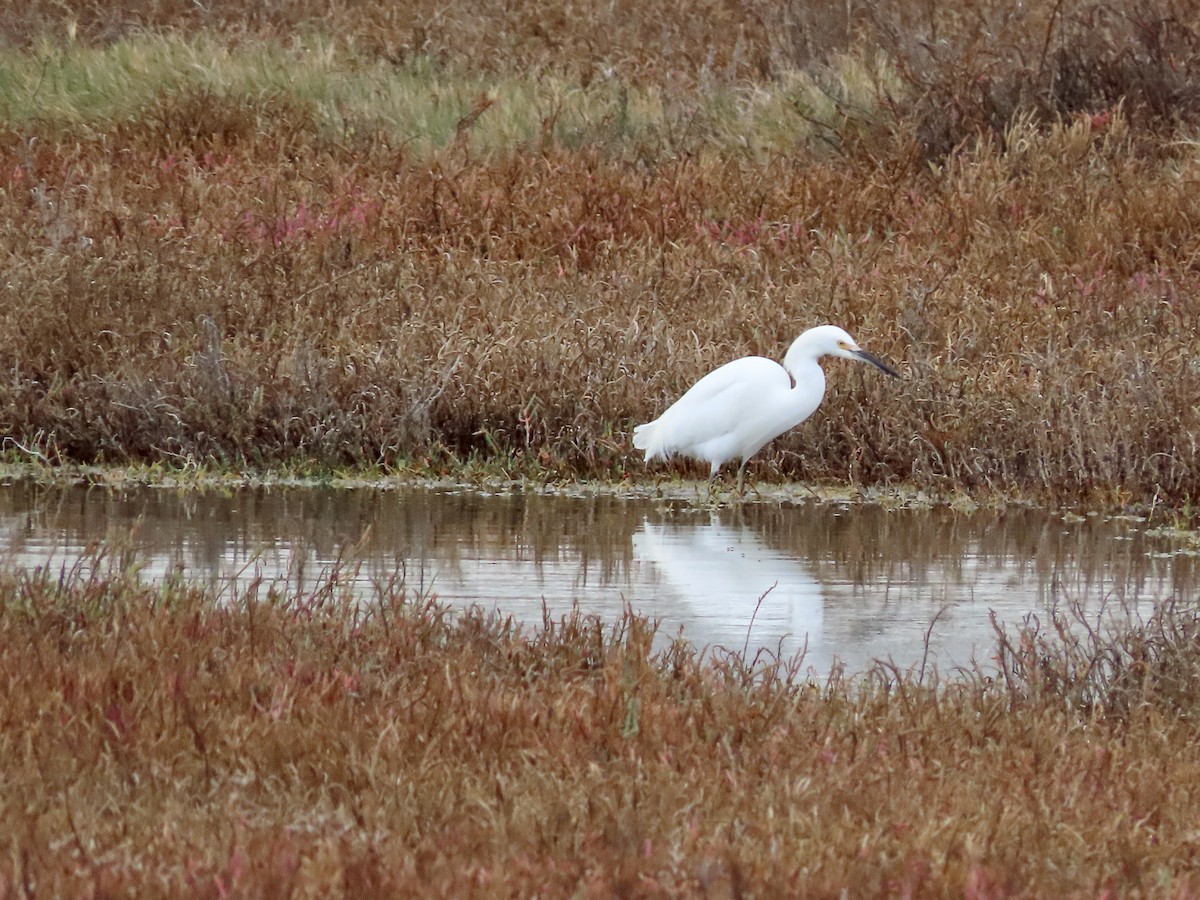 Snowy Egret - ML612404020