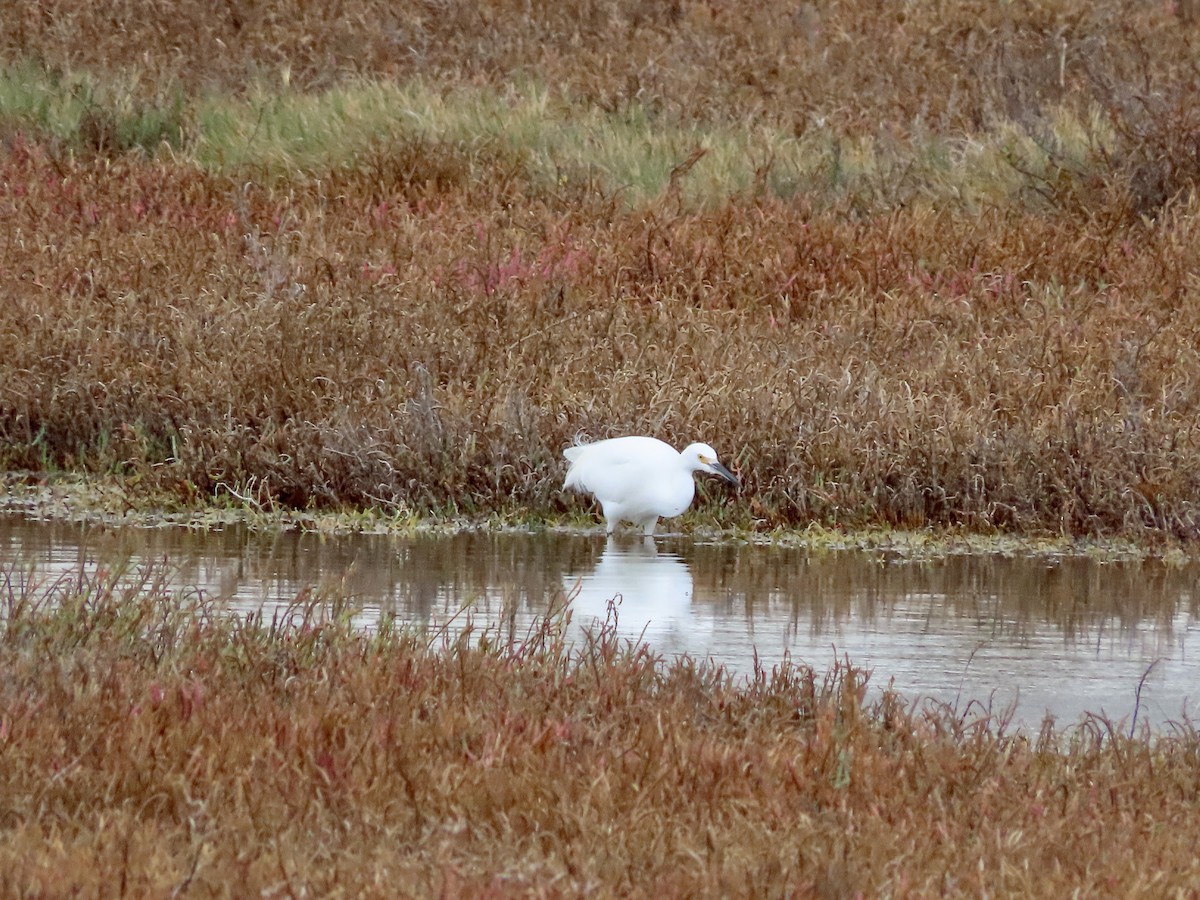 Snowy Egret - ML612404022