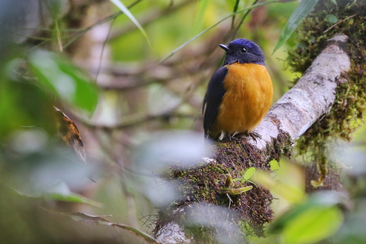 Rufous-vented Niltava - ML612404039