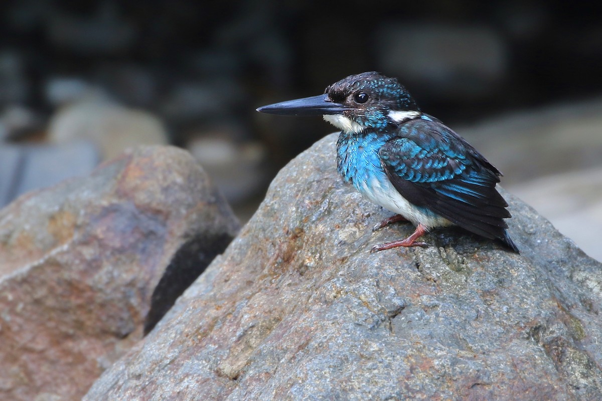 Javan Blue-banded Kingfisher - ML612404046