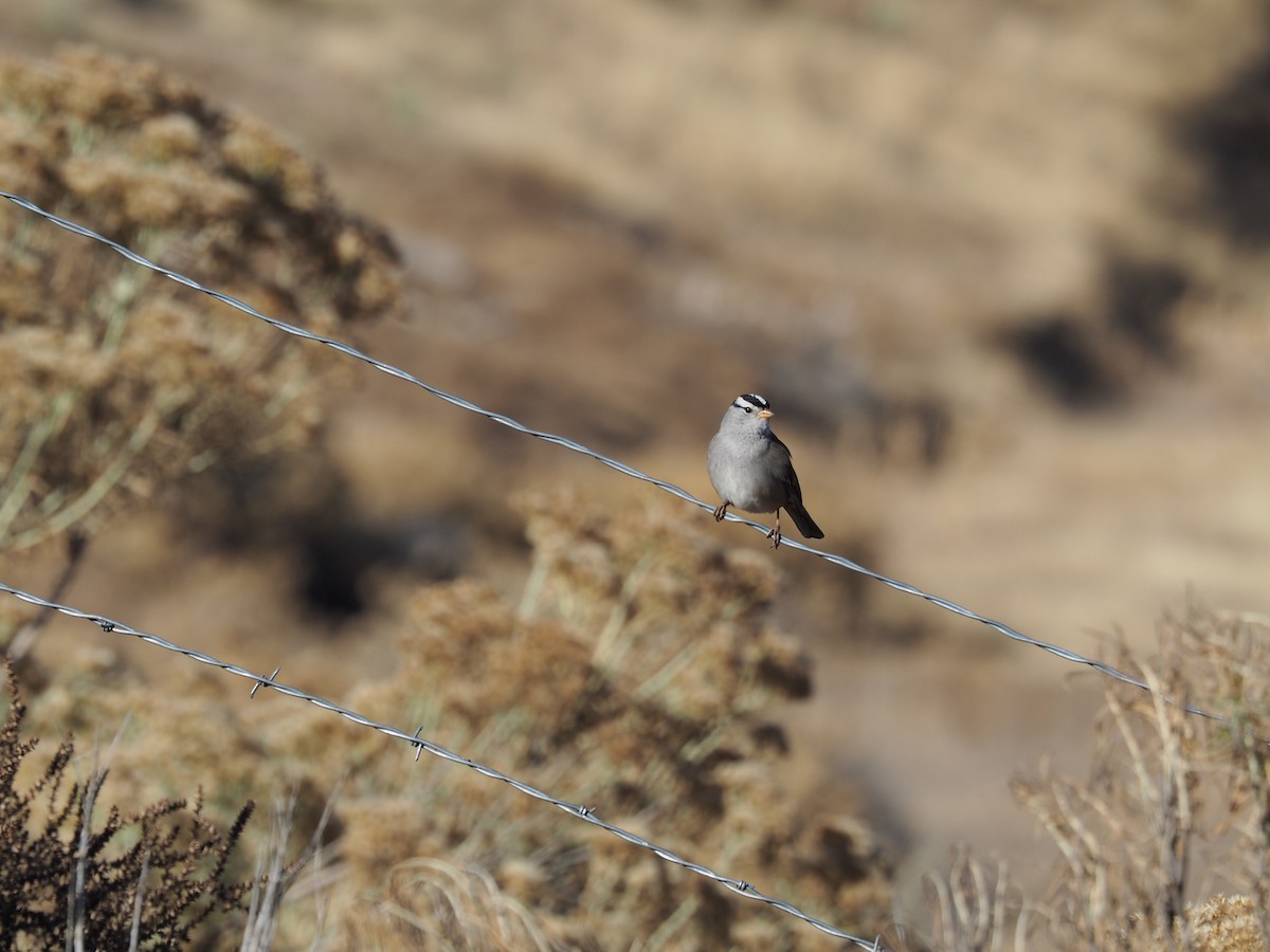 White-crowned Sparrow - ML612404219