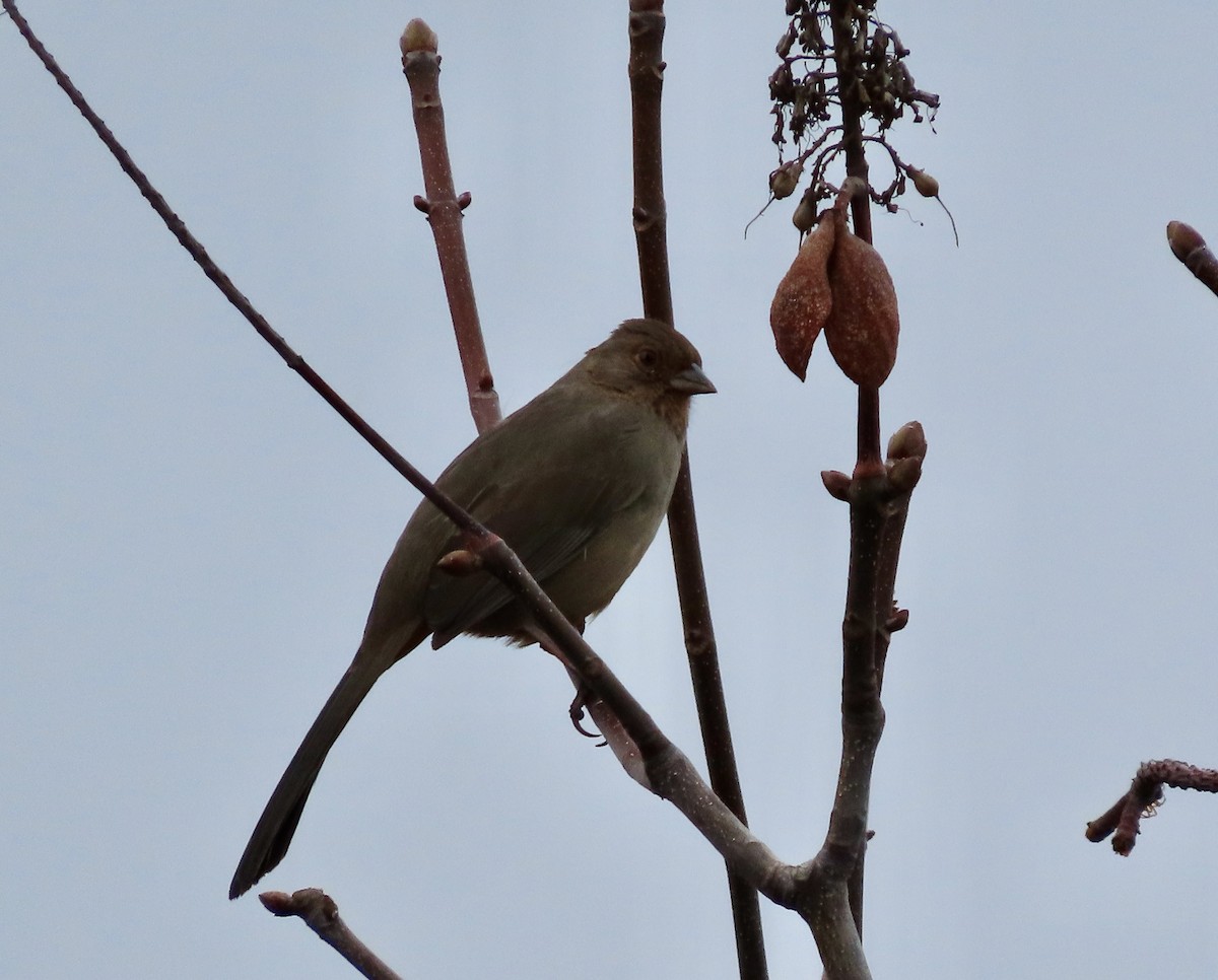 California Towhee - ML612404225