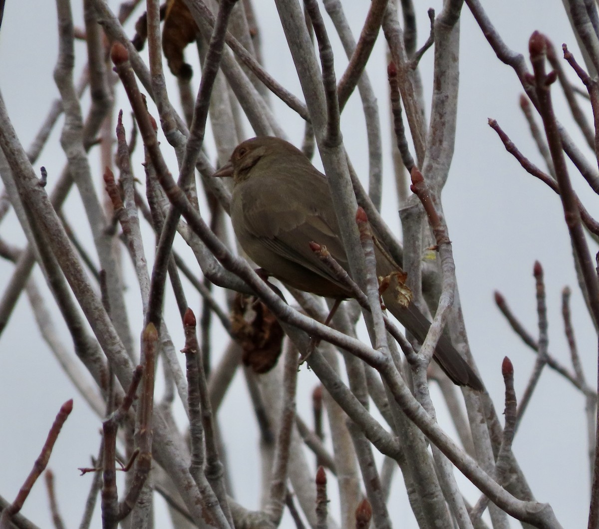 California Towhee - ML612404226