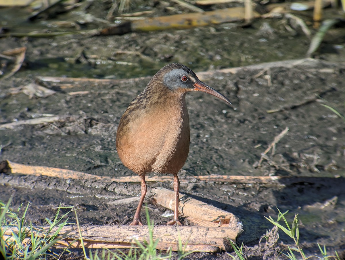 Virginia Rail - ML612404302