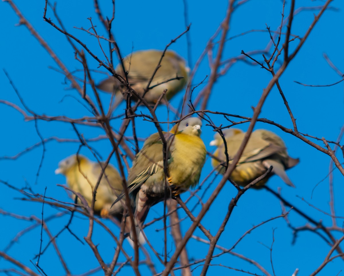 Yellow-footed Green-Pigeon - ML612404329