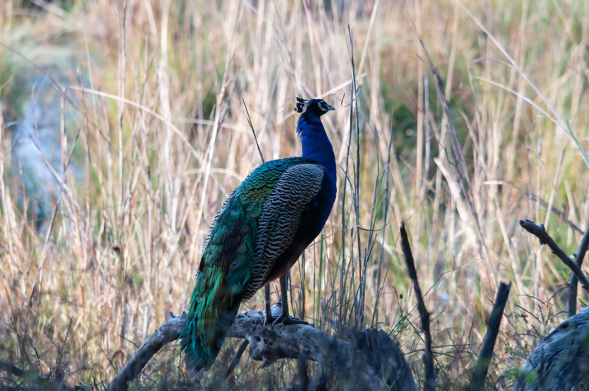 Indian Peafowl - Arun Raghuraman