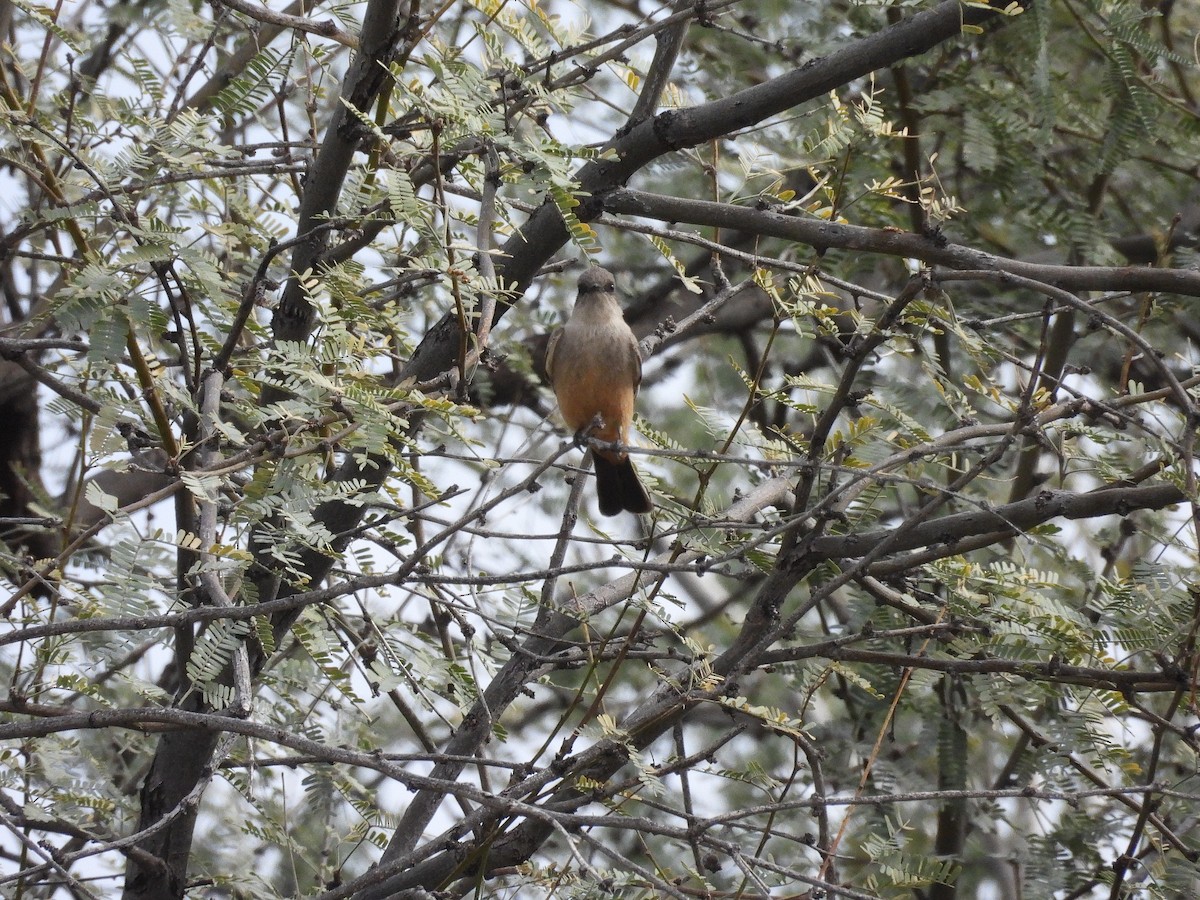 Say's Phoebe - ML612404479