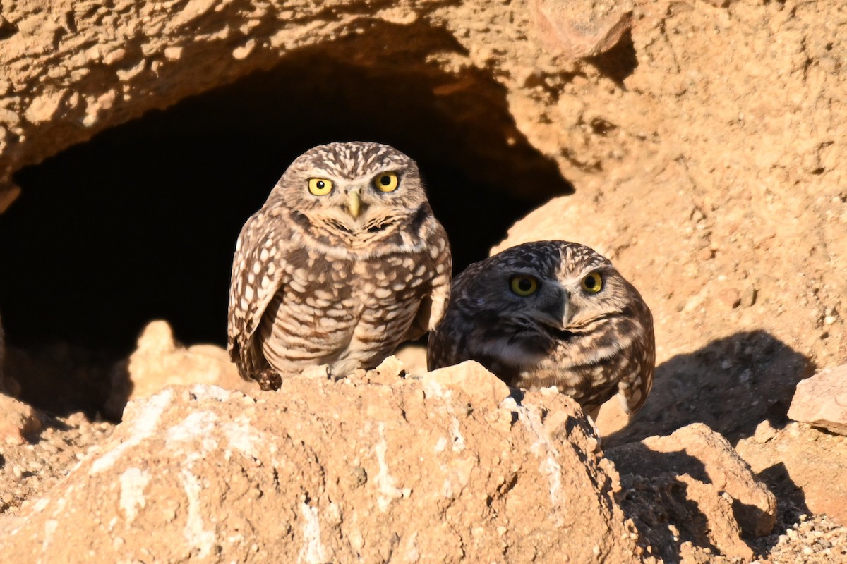 Burrowing Owl - ML612404482