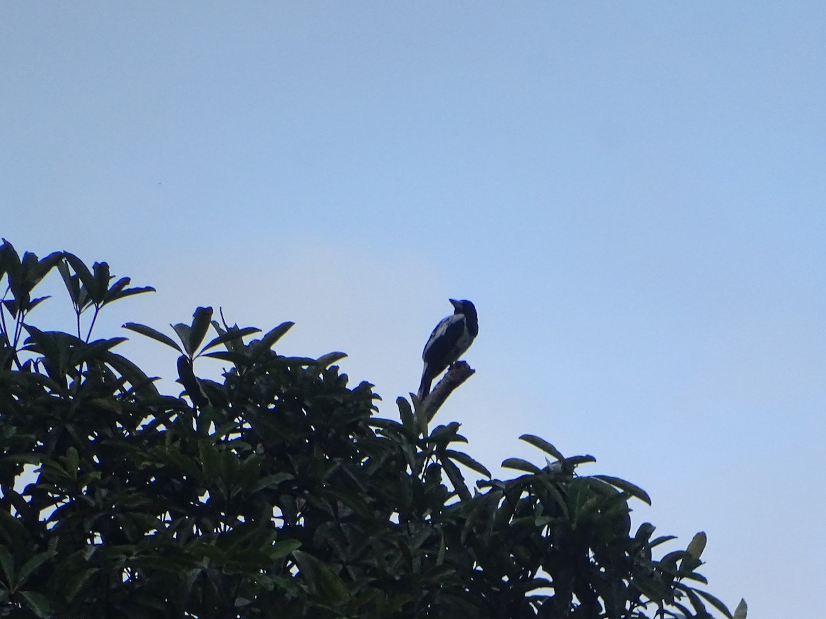 Hooded Butcherbird - ML612404487