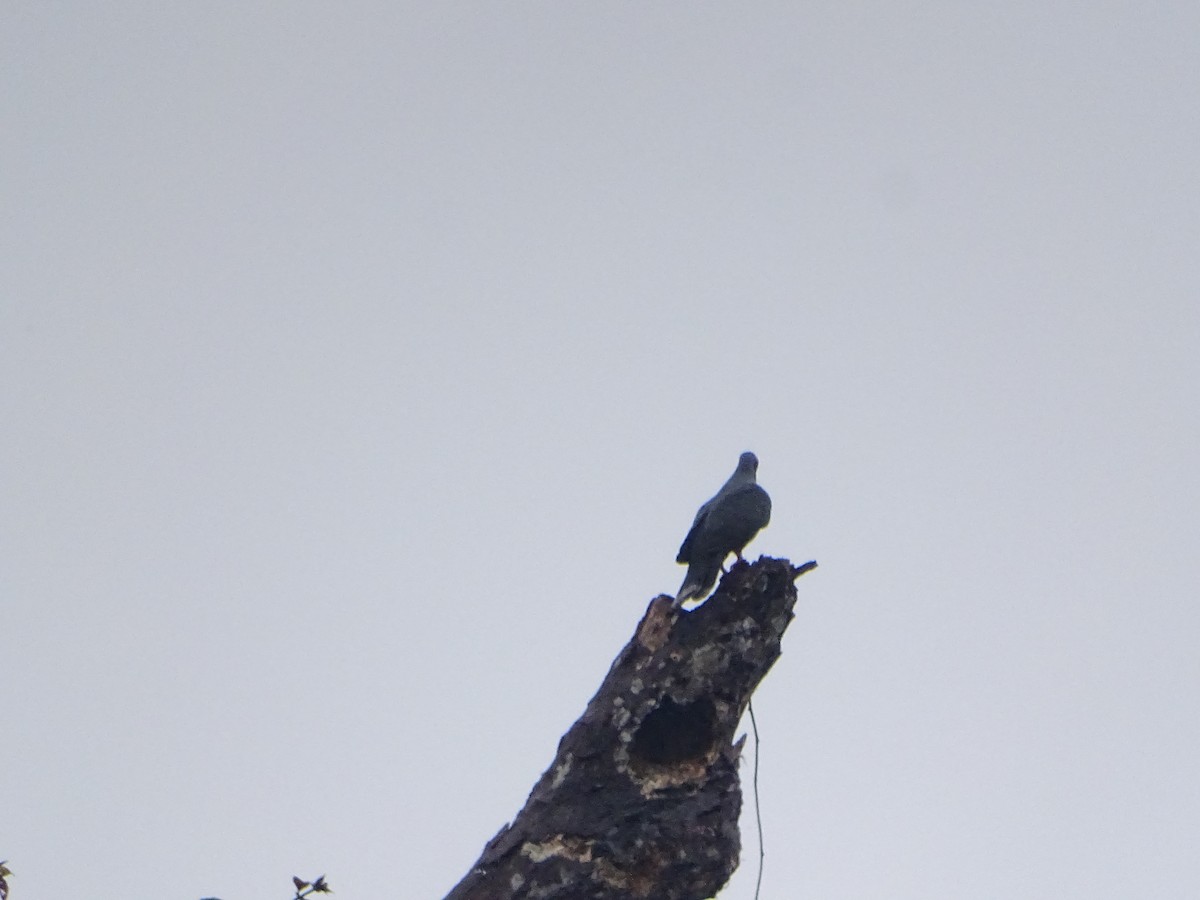 Pinon's Imperial-Pigeon - ML612404493