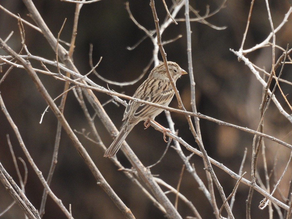 Brewer's Sparrow - ML612404497