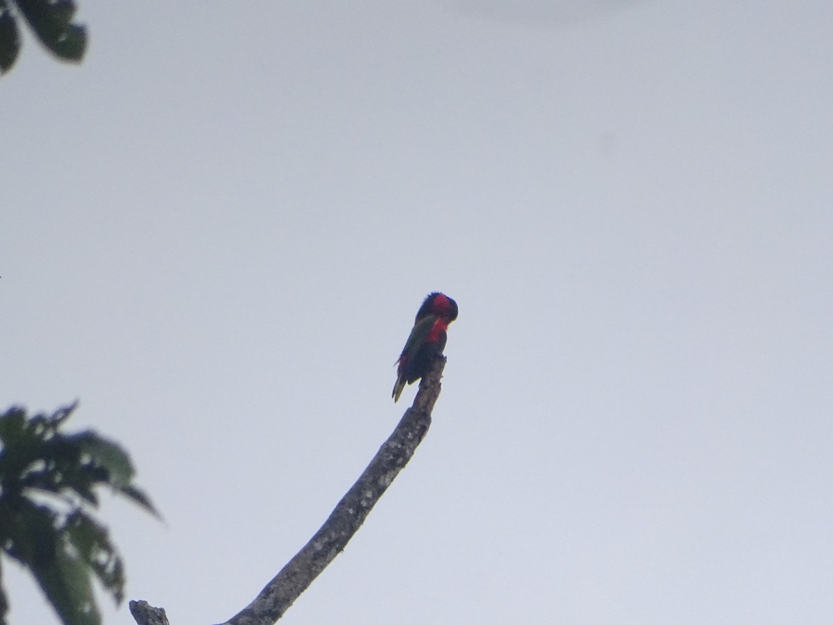 Black-capped Lory - ML612404500