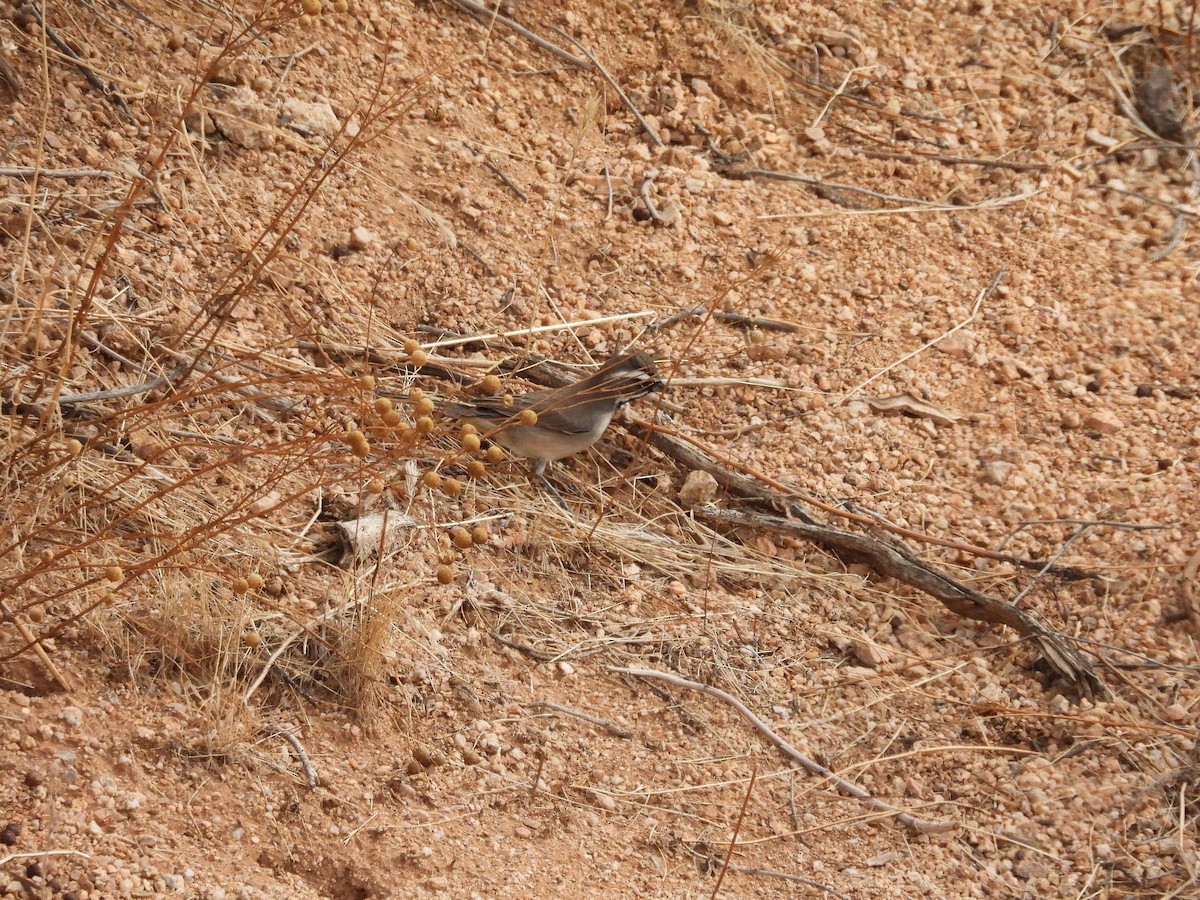 Black-throated Sparrow - ML612404501