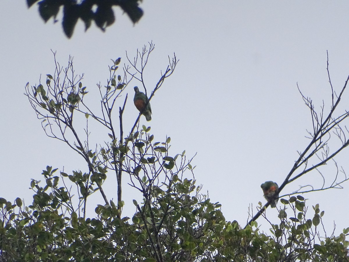 Orange-bellied Fruit-Dove - ML612404505