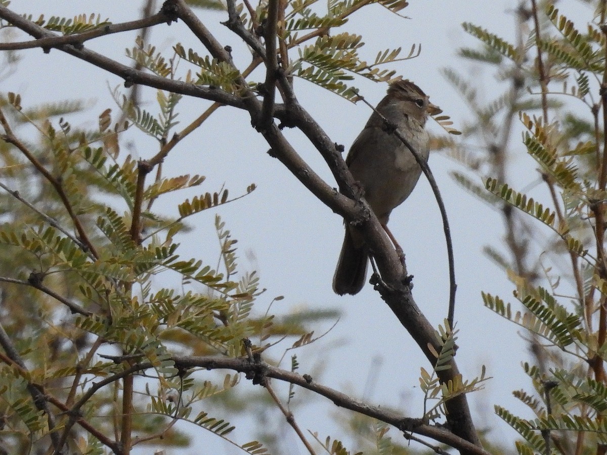 White-crowned Sparrow - Beth Larsen