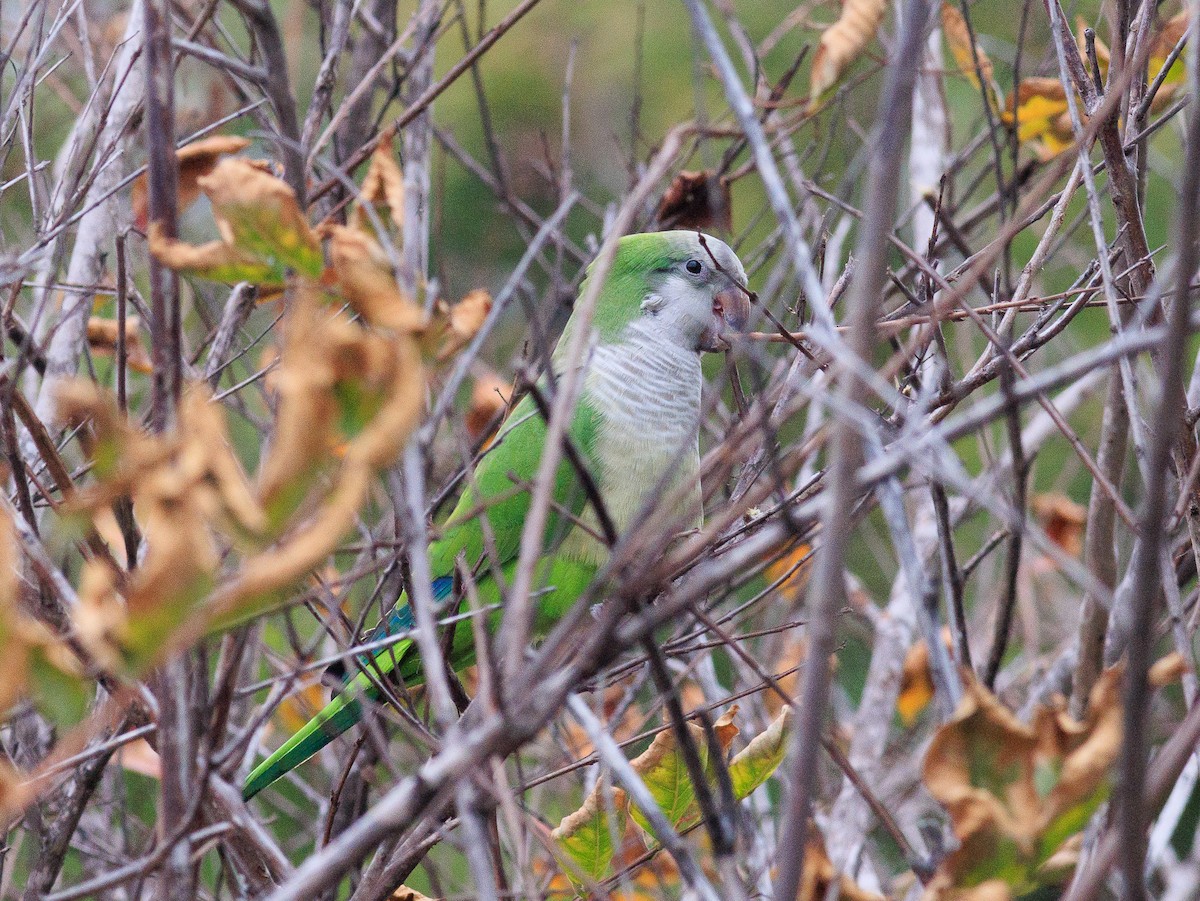 Monk Parakeet - Gary Nunn