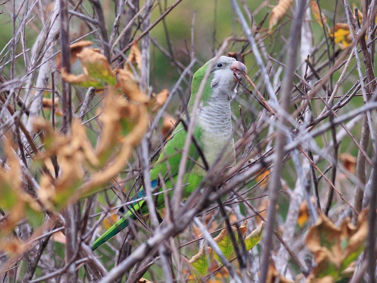 Monk Parakeet - Gary Nunn