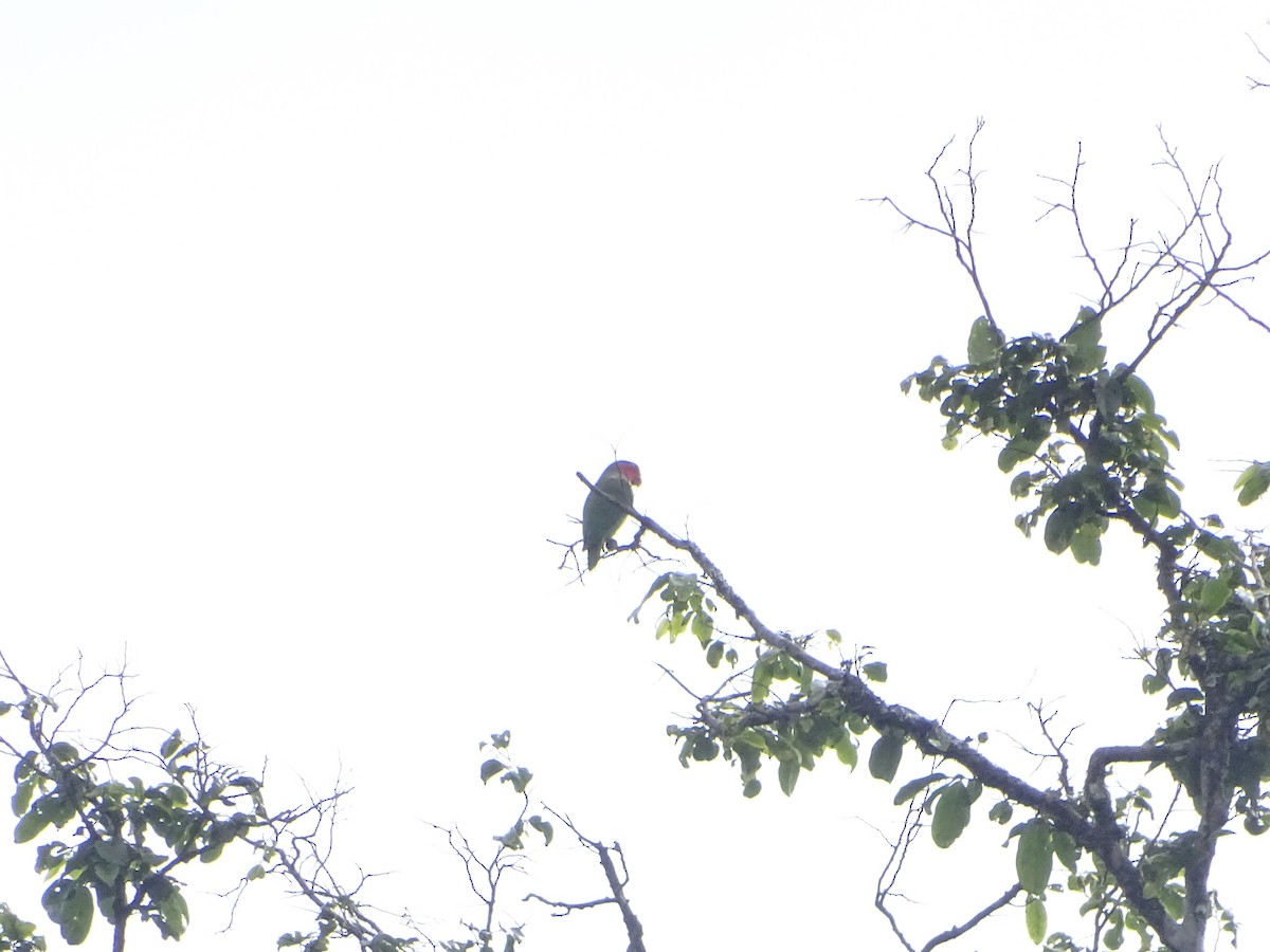 Red-cheeked Parrot - ML612404524