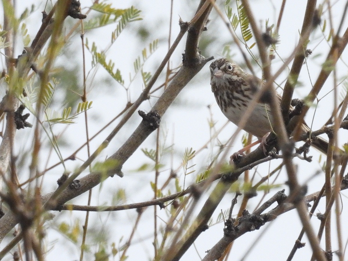 Vesper Sparrow - ML612404538