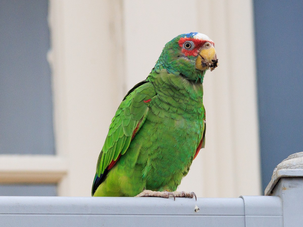 White-fronted Parrot - Gary Nunn