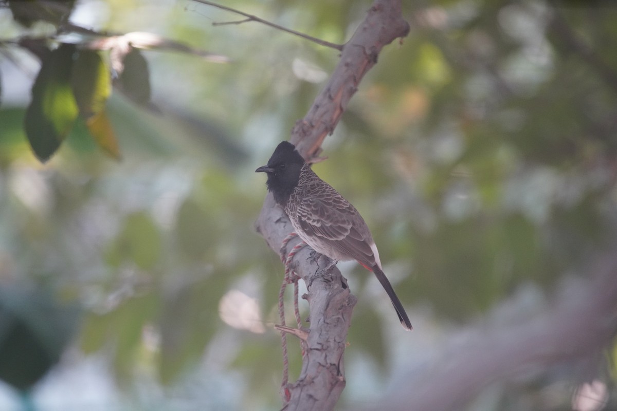 Bulbul à ventre rouge - ML612404680