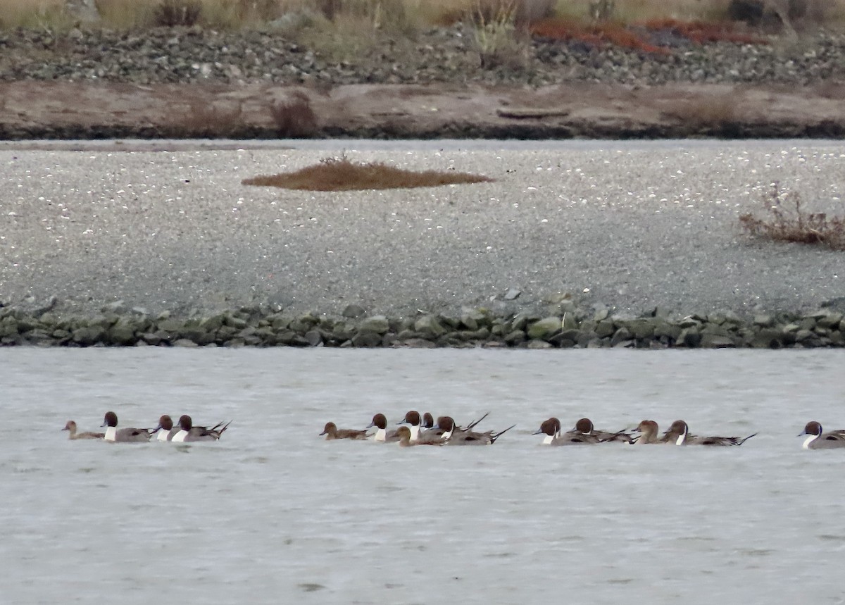 Northern Pintail - ML612404688